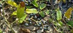 Smilax campestris
