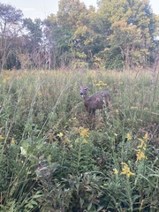 Odocoileus virginianus borealis