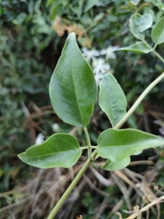 Jasminum