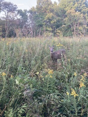 Odocoileus virginianus borealis