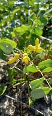 Sophora tomentosa