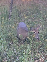 Odocoileus virginianus borealis