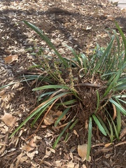Liriope muscari