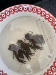 Austropotamobius pallipes