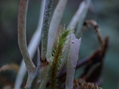 Cladonia gracilis