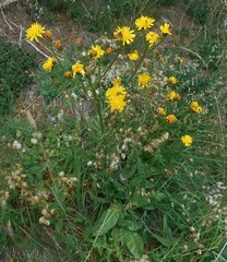 Crepis conyzifolia