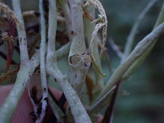 Cladonia gracilis