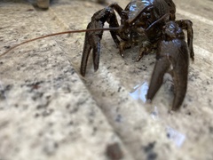 Austropotamobius pallipes