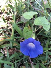 Ipomoea nil