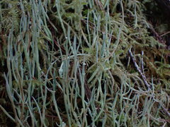 Cladonia gracilis