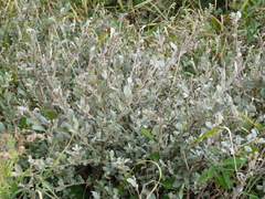 Salix repens argentea