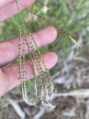 Bothriochloa ischaemum