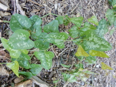 Smilax bona-nox