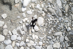 Papilio nephelus chaonulus