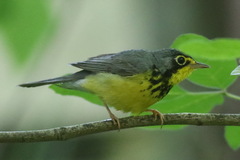Cardellina canadensis