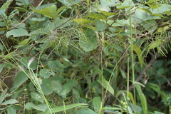 Sohmaea laxiflora