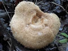 Lactarius torminosus