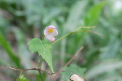 Begonia formosana