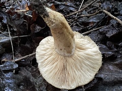 Lactarius torminosus