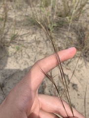 Aristida basiramea
