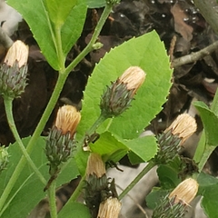 Vernonia greggii