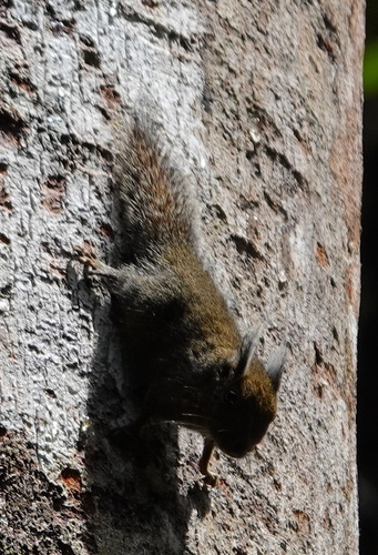 Tufted Pygmy Squirrel
