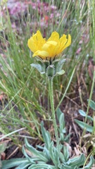 Agoseris glauca