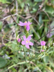 Centaurium erythraea