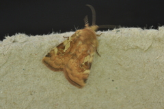 Cryptocala acadiensis