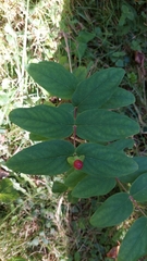 Hypericum calycinum
