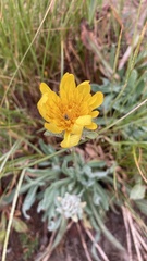 Agoseris glauca