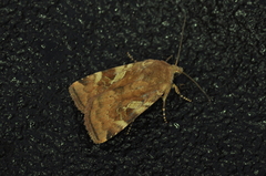 Cryptocala acadiensis