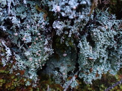 Icmadophila ericetorum