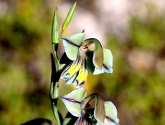 Gladiolus orchidiflorus