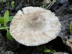 Leucoagaricus barssii