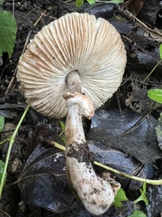 Leucoagaricus barssii