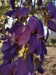 Bolusanthus speciosus
