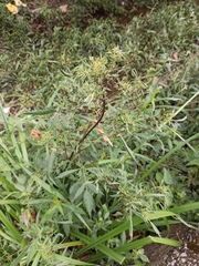 Bidens frondosa
