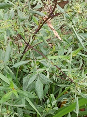 Bidens frondosa