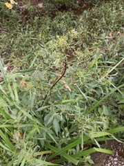 Bidens frondosa