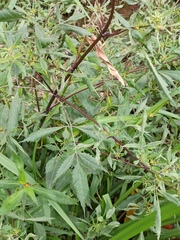 Bidens frondosa