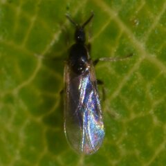 Scatopsidae