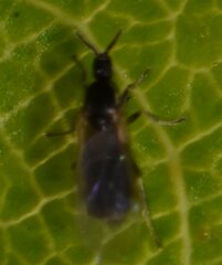 Scatopsidae