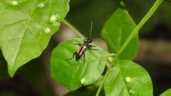 Strangalepta abbreviata