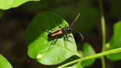 Strangalepta abbreviata