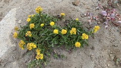 Solidago multiradiata