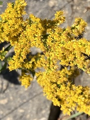 Solidago nemoralis