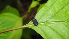 Erotinae