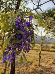 Bolusanthus speciosus