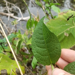 Vernonia greggii